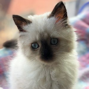 Meet your Posher, Adam